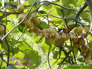 河南省西峽縣獼猴桃 產地直銷，新鮮直達