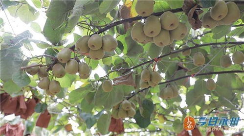 道縣高山紅心獼猴桃線上線下銷售旺，市場熱度持續攀升