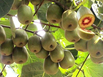 獼猴桃產品刪除頁操作指南與銷售影響評估