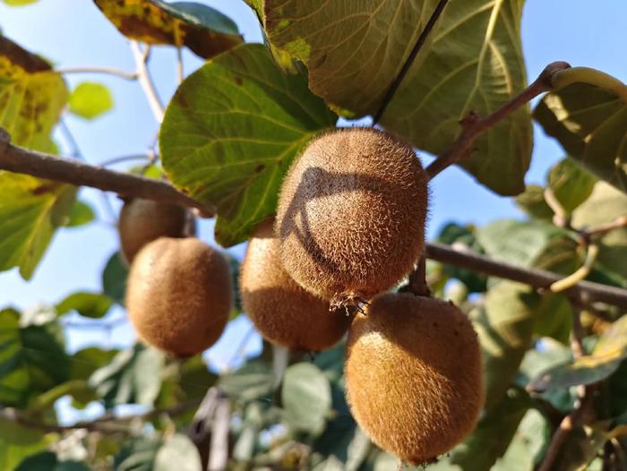 百名采購商陜西果業(yè)產(chǎn)區(qū)行 走進(jìn)獼猴桃之鄉(xiāng)，聚力拓寬銷售新通路