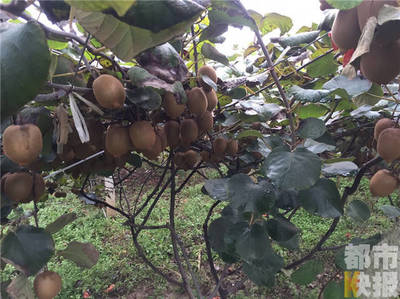 周至十萬斤獼猴桃豐產(chǎn)滯銷，果農(nóng)期盼客商助農(nóng)解憂