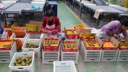 健康農(nóng)產(chǎn)品陜西行走進(jìn)齊峰果業(yè)，見證真正獼猴桃的自然之味與品牌力量