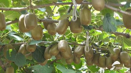 昌樂獼猴桃甜蜜上市，線上線下雙軌并行帶動農民增收