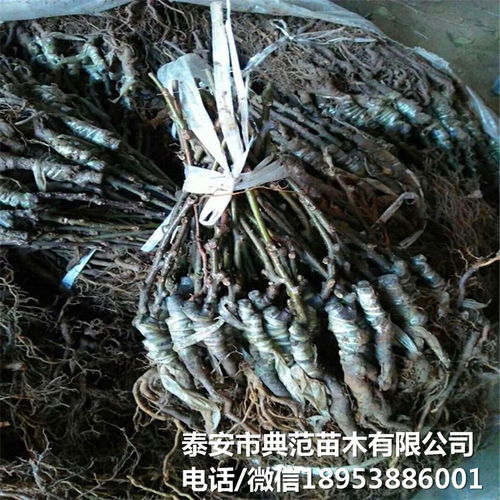 布魯諾獼猴桃苗市場全解析 銷售渠道、價格與產(chǎn)業(yè)發(fā)展