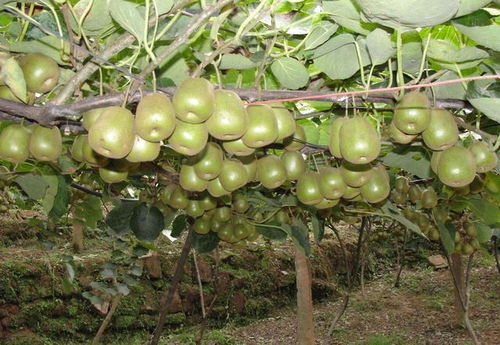 國產獼猴桃與新西蘭奇異果大比拼 不比不知道，一比嚇一跳